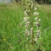 TRESORS DE MON JARDIN. Orchidée Orchis Bouc vue 1. Dominique Monchaux